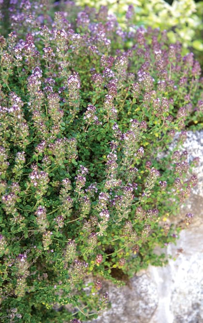 Origanum vulgare