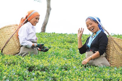 Origen. Cada región cultiva su variedad de té según el clima y el suelo