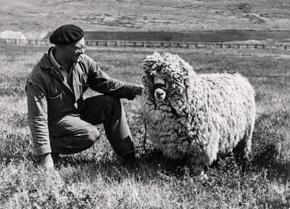 Carnero ganador en la estancia Cerro Buenos Aires, Lago Argentino (1946)