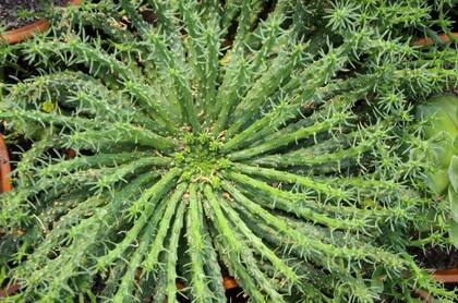 Originaria de África, es una planta suculenta muy exótica, compuesta de un grueso tallo central del que surgen múltiples brazos que le dan aspecto semejante a una cabeza de medusa.