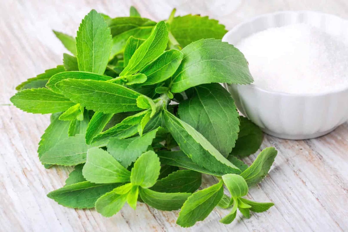 Originaria de Paraguay, la stevia se ha convertido en una planta muy popular debido a sus propiedades edulcorantes