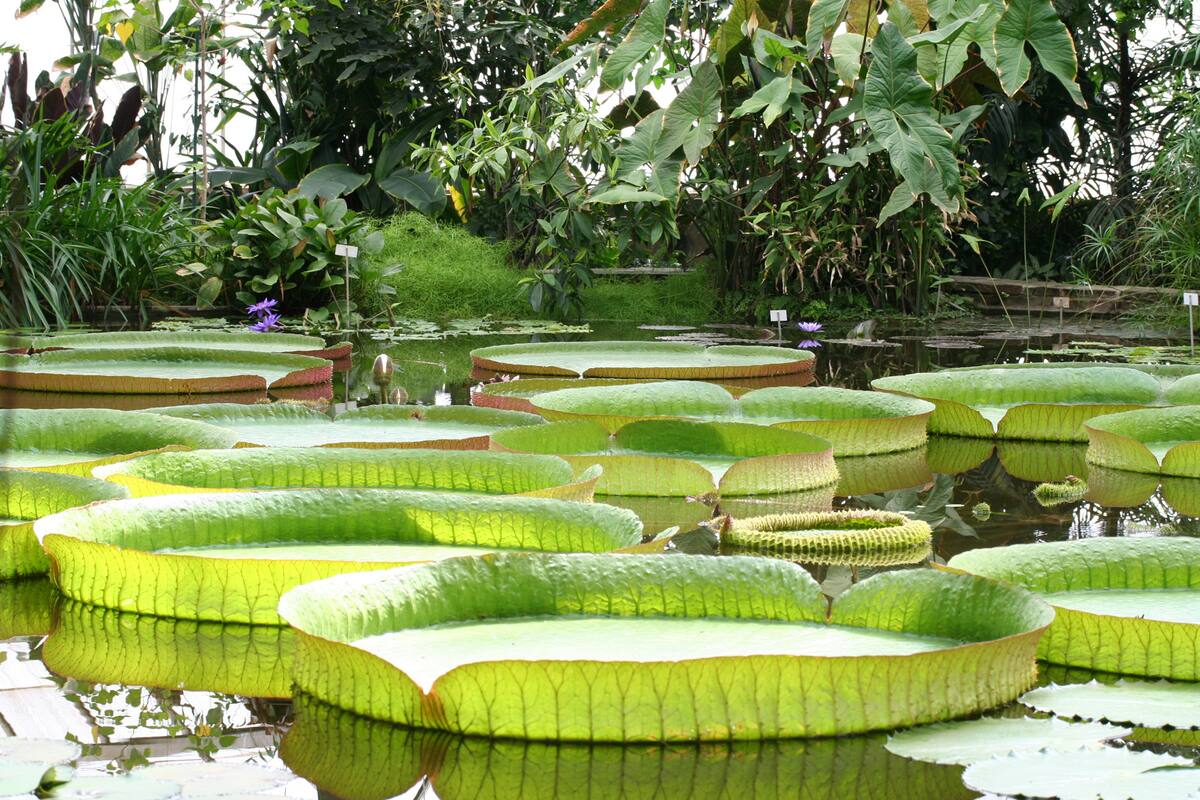 Originario de la cuenca amazónica, este nenúfar tiene hojas de unos tres metros de ancho, un tallo que puede sumergirse más de siete metros y flores que viven un día y dos noches