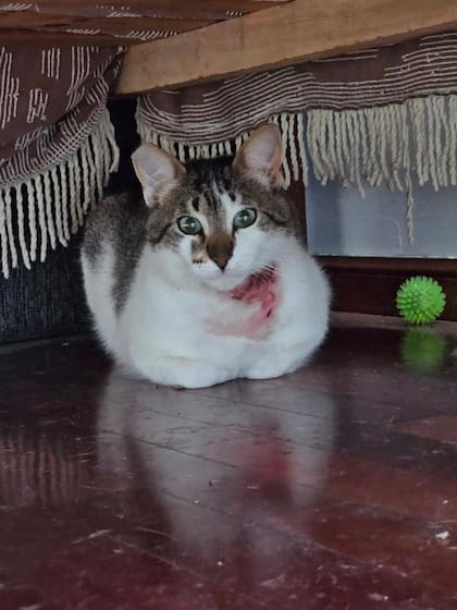 Orión