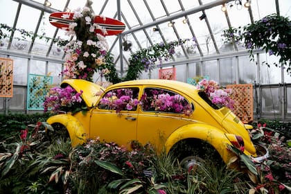 Orquídeas adornan un Volkswagen Beetle mientras se dan los toques finales a la 12.ª Exposición Anual de Orquídeas del Jardín Botánico de Chicago, el viernes 6 de febrero de 2026, en Glencoe, Illinois. (Foto AP/Erin Hooley)
