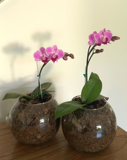 Orquídeas en maceta de vidrio.
