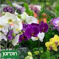 Qué novedades trae la nueva edición de la Fiesta Nacional de la Flor que puede visitarse hasta el 12 de octubre