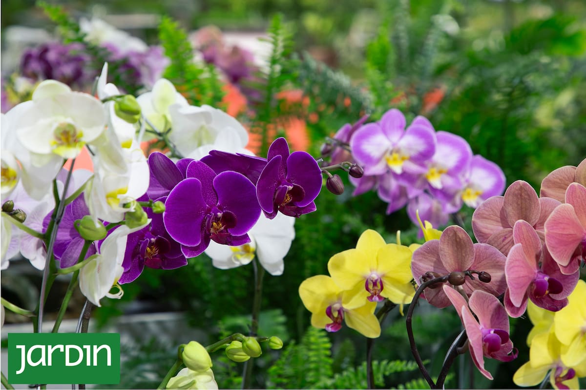 Orquídeas Phalaenopsis multicolores, siempre un gran atractivo en la Fiesta Nacional de la Flor