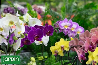 Qué novedades trae la nueva edición de la Fiesta Nacional de la Flor que puede visitarse hasta el 12 de octubre