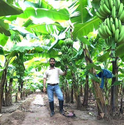 Ortiz muestra cómo estaban los bananos el año pasado en esta misma época.