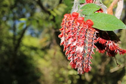 Orugas de mariposa Bandera Argentina