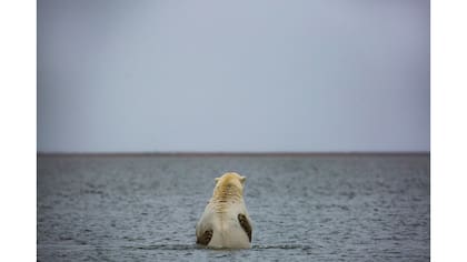 Dos osos polares se sostienen en aguas cerca del pueblo de Kaktovik, Alaska.