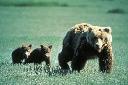 El oso grizzly es una subespecie de los osos pardos. Pueden medir hasta dos metros y medio y pesar casi 400 kilos.