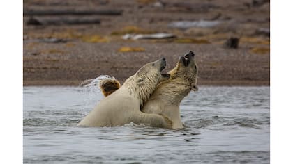 Osos polares en el pueblo de Kaktovik