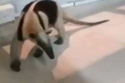 Osa melera que fue vista en hotel de Valledupar