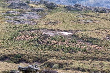 Osada de jabalí (Sus scrofa) en el Parque Nacional Condorito, en Córdoba