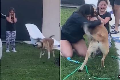 Oscar, el perro de la familia, volvió a brazos de sus dueñas tras estar perdido un tiempo. Ahora, fue encontrado y pudo volver a casa. En momento en el que vio por primera vez a su familia quedó registrado en un emotivo video
