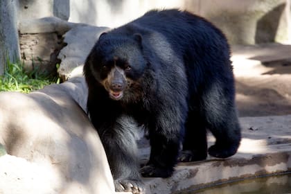 Uno de los tres ejemplares de osos de anteojos que quedan en el Ecoparque