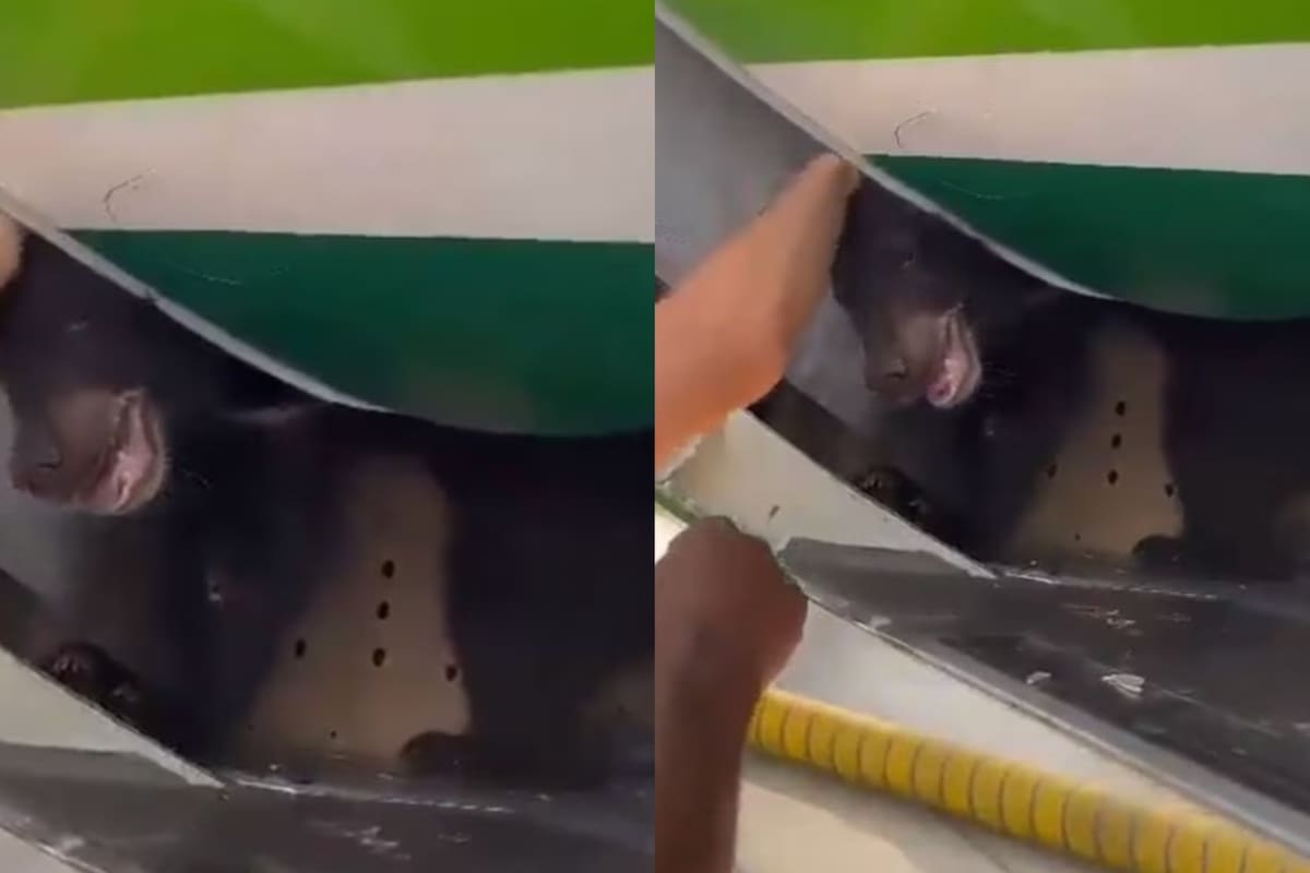 Oso escapa de su jaula en Aeropuerto de Irak (Foto: Capturas de Twitter)