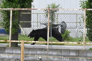 Oso hiere a cuatro personas en zona residencial de Japón