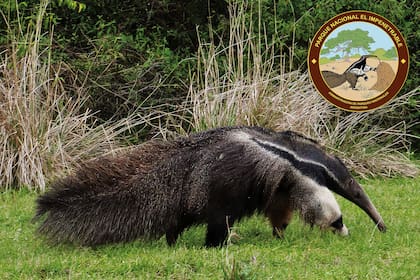El Oso Hormiguero, símbolo del PN Impenetrable se alimenta de hormigas y termitas.