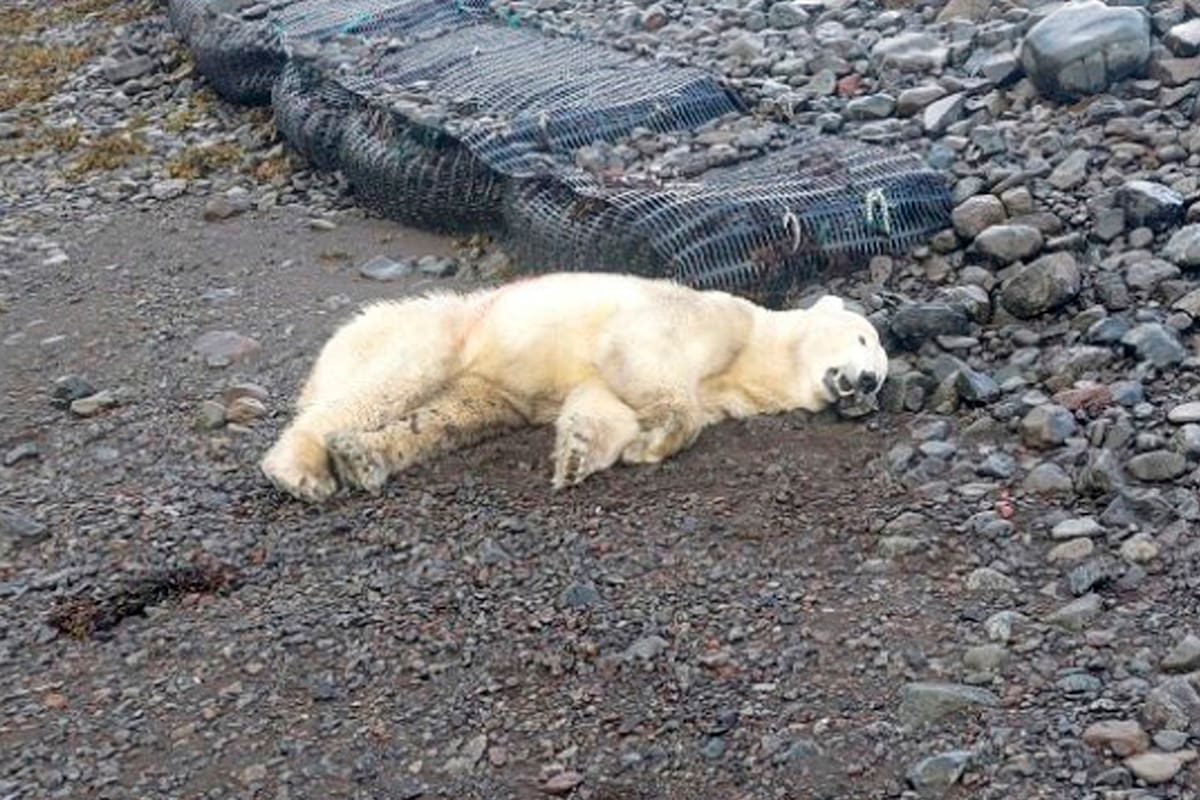 Oso polar; islandia; Sociedad