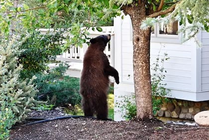 En California se reportan cada vez más casos de interacción entre osos y humanos.