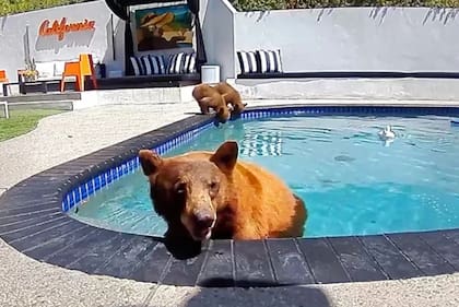 Compartimos casa con una familia de osos que se baña varios días a la semana en nuestra piscina.