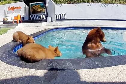 Brian Gordon y Ricardo Martinez siempre mantienen una distancia segura respecto a los osos y entran en casa cuando los animales rondan la zona de la piscina.