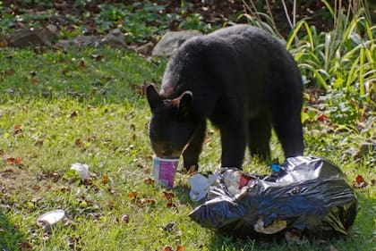 Muchas veces, los osos llegan atraídos por el olor de la basura.