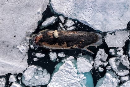 Osos polares se alimentan de un cachalote muerto y "encallado" en el hielo, foto de Roie Galitz