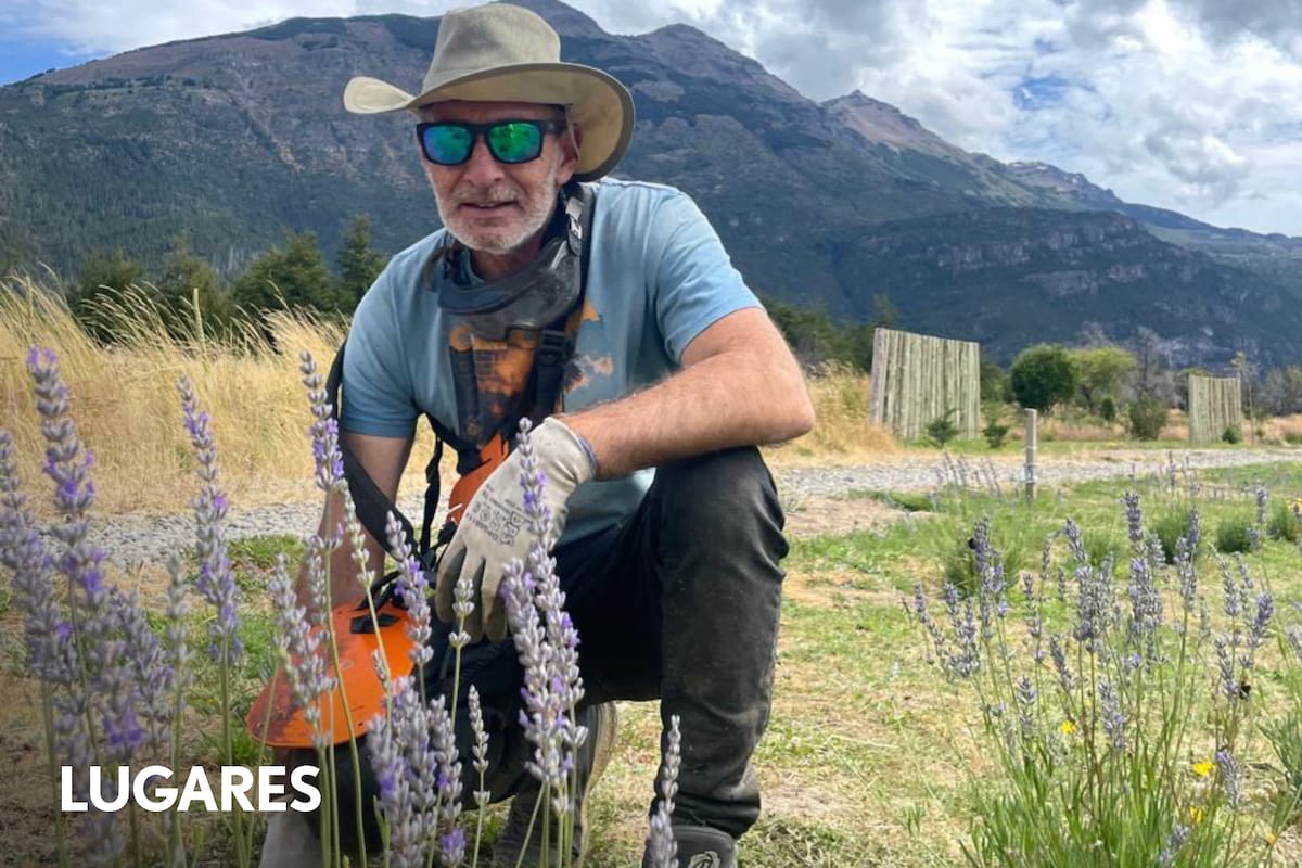 Da criação de vacas ao cultivo de flores: a história por trás da fazenda de lavanda mais meridional do mundo