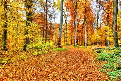 Otoño en Canadá: “Una verdadera belleza”