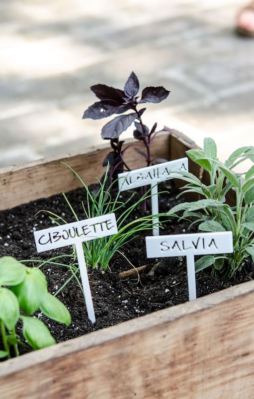 Otoño es el momento del año para sembrar, dividir matas o multiplicar por estacas algunas especies de plantas aromáticas que estarán esplendorosas en invierno o primavera.