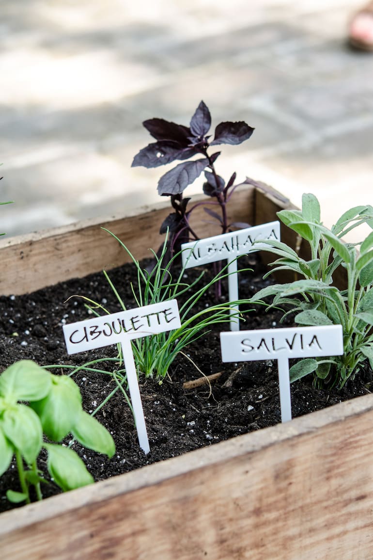 Otoño es el momento del año para sembrar, dividir matas o multiplicar por estacas algunas especies de plantas aromáticas que estarán esplendorosas en invierno o primavera.
