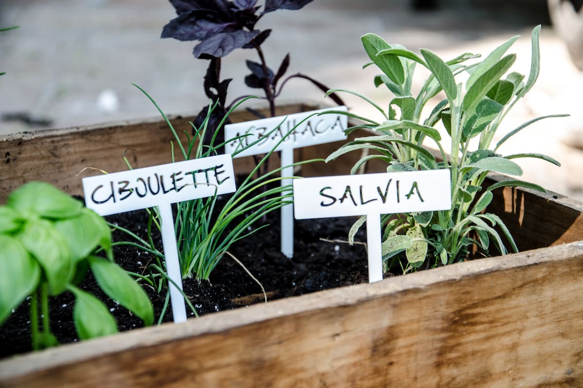 Otoño es el momento del año para sembrar, dividir matas o multiplicar por estacas algunas especies de plantas aromáticas que estarán esplendorosas en invierno o primavera.
