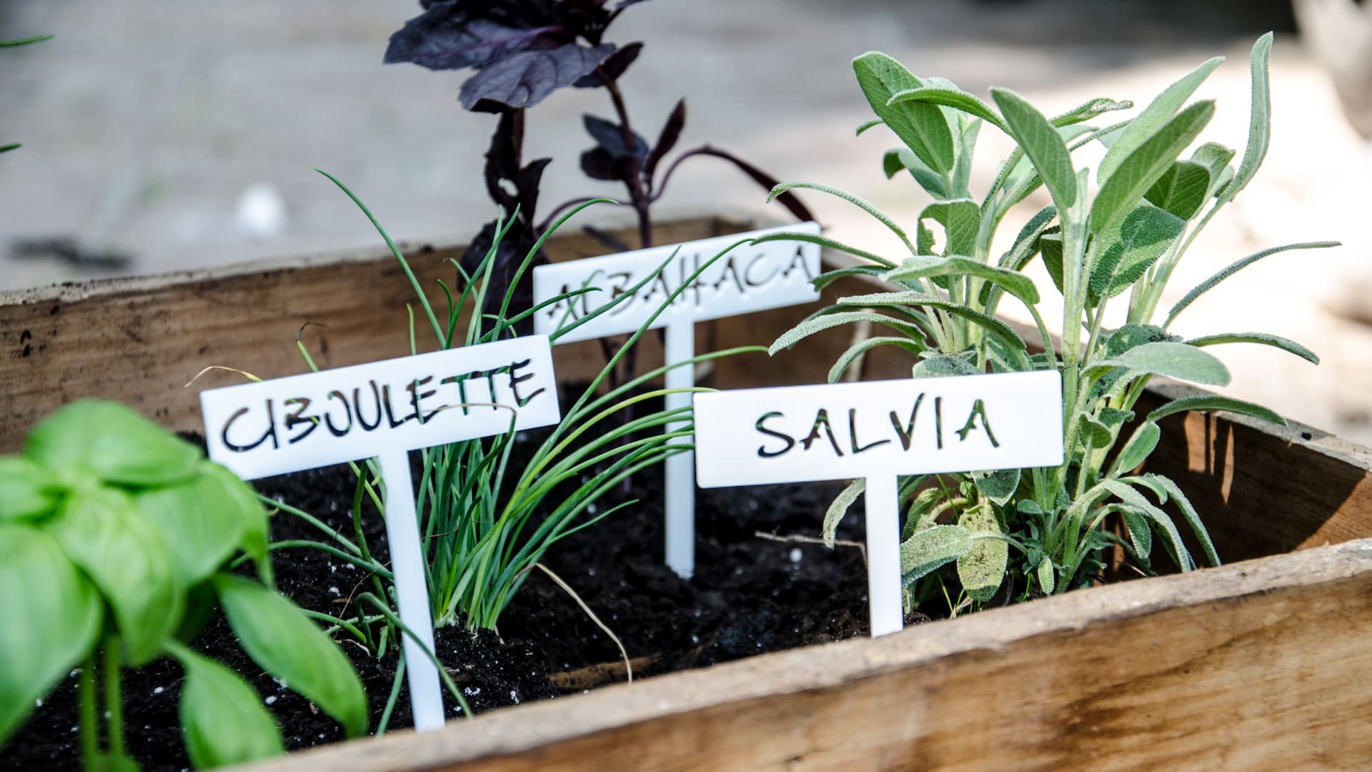 Otoño es el momento del año para sembrar, dividir matas o multiplicar por estacas algunas especies de plantas aromáticas que estarán esplendorosas en invierno o primavera.
