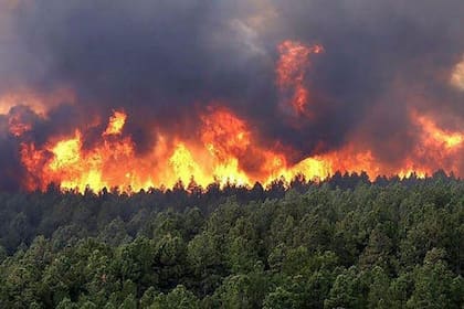 Unas 80 hectáreas de selva misionera se quemaron este fin de semana; las llamas aún no se apagaron