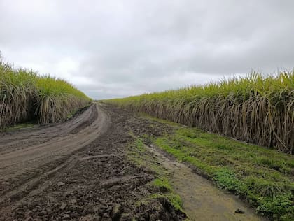 Otra actividad desarrollada por “El Umbral” es la caña de azúcar