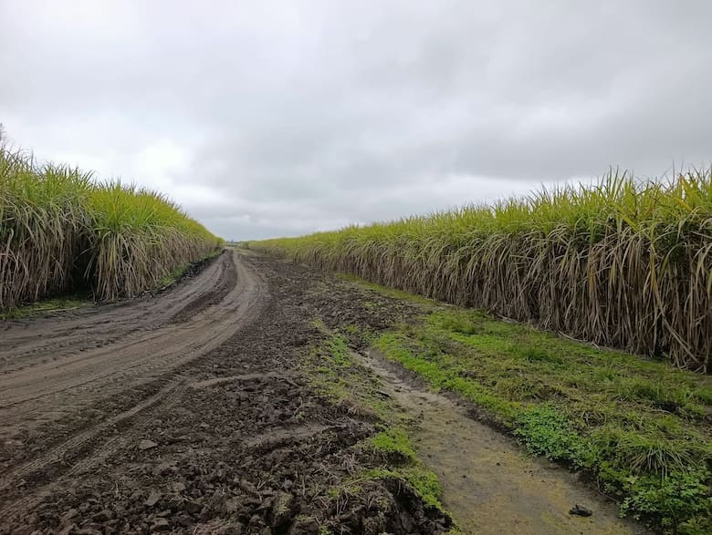 De un tambo a cinco negocios: la estrategia de un campo tucumano