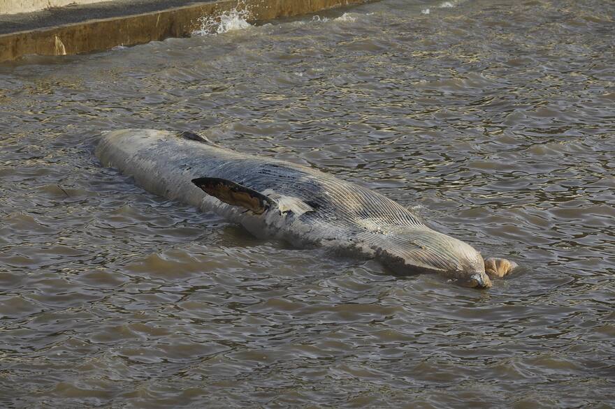 otra-ballena-sin-vida-encallada-en-costanera-HGZWGBRIFNFEDOB33CSV6SUHV4