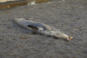 Otra ballena sin vida, encallada en costanera Norte en la ciudad de Bs As
