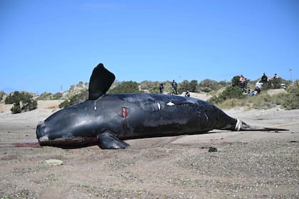 Otra de las ballenas halladas en Península Valdés
