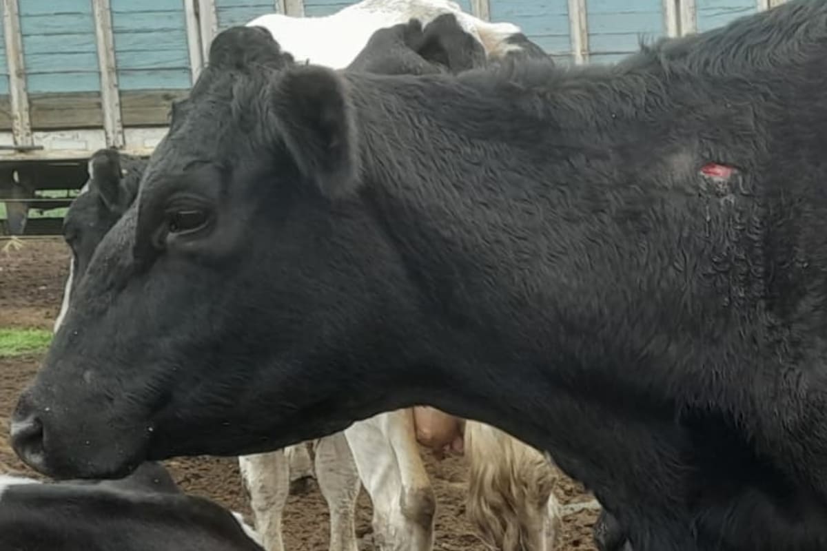 Otra de las vacas que hoy los delincuentes apuñalaron intentando también carnear en el tambo de Gustavo Vázquez