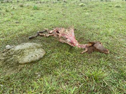 Otra postal de una carneada en pleno campo para llevarse la carne