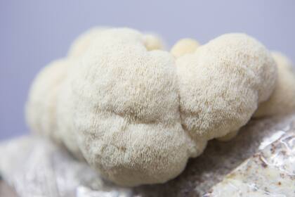 Otra variedad de hongos comestibles disponible en los kits de autocultivo Nikinoto Funginista