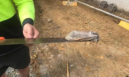 Otra vista del enorme insecto avistado en la escuela australiana