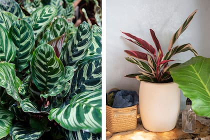 Outras espécies que sofrem com a falta de umidade são Goeppertia makoyana e Calathea makoyana.