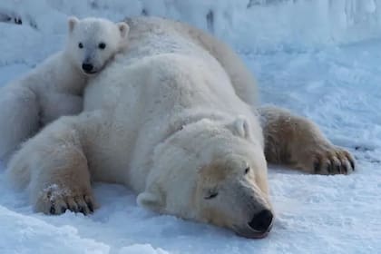 Otras investigaciones recientes sobre los osos de Svalbard mostraron que un mayor número de días sin hielo reducía la supervivencia de las crías