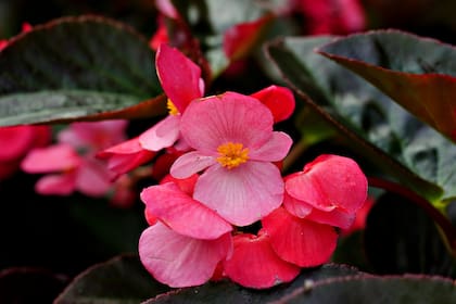 Otras opciones fáciles de cuidar para jardineros principiantes son las begonias