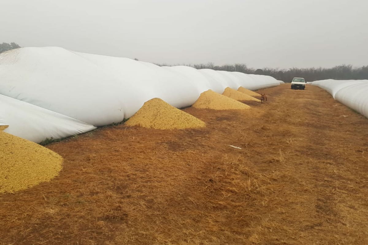 Otro ataque. Uno de los silobolsas rotos en Adelia María, Córdoba